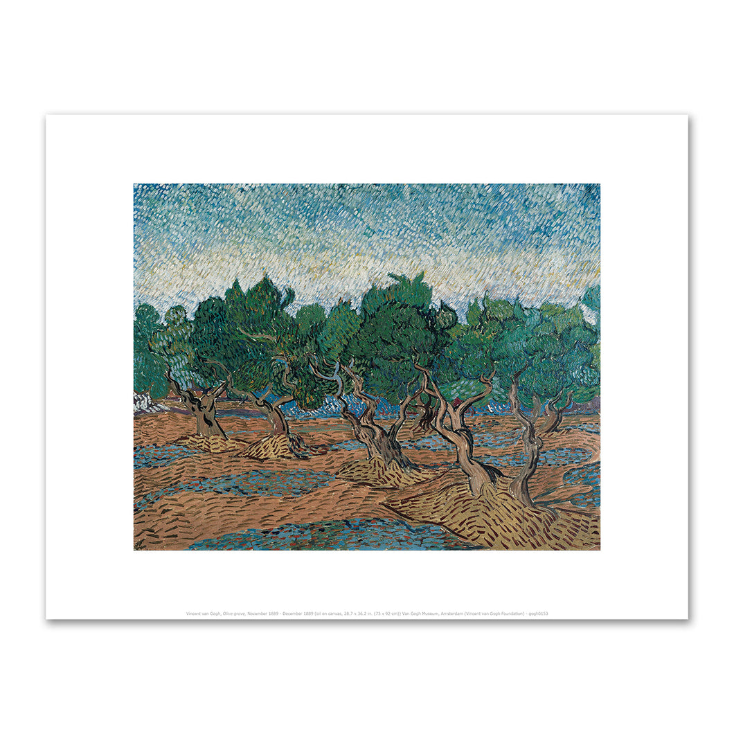 ncent van Gogh, Olive grove, November-December 1889, Van Gogh Museum, Amsterdam. Fine Art Prints in various sizes by 1000Artists.com